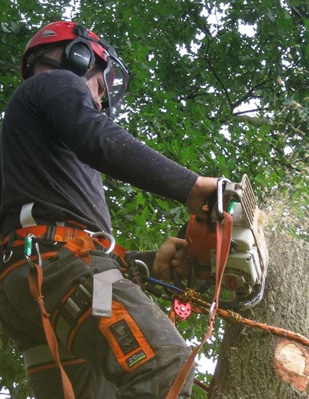 Rizikové kácení stromů